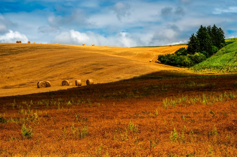 a field with hay bales and trees in the distance, pexels contest winner, renaissance, erosion algorithm landscape, cornucopia, brown, italy