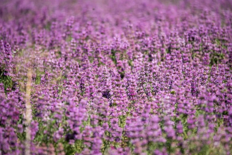 a field filled with lots of purple flowers, by Jacob Toorenvliet, pexels, 1024x1024, mint, high quality image, canvas