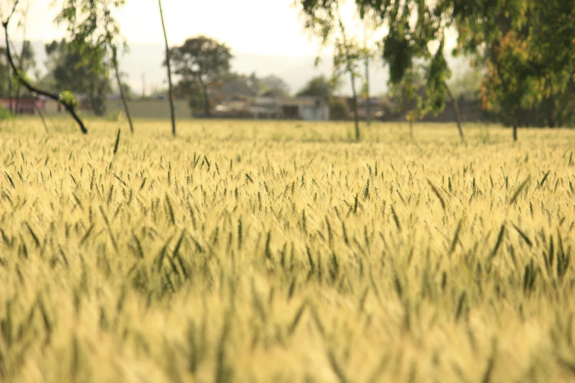 a field of wheat with trees in the background, by Yasushi Sugiyama, unsplash, photorealism, movie filmstill, soft light, hd footage, ignacio fernandez rios ”