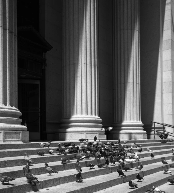 a flock of pigeons sitting on the steps of a building, a black and white photo, inspired by Ruth Orkin, unsplash, tall columns, wooden banks, ny, the sun is shining. photographic