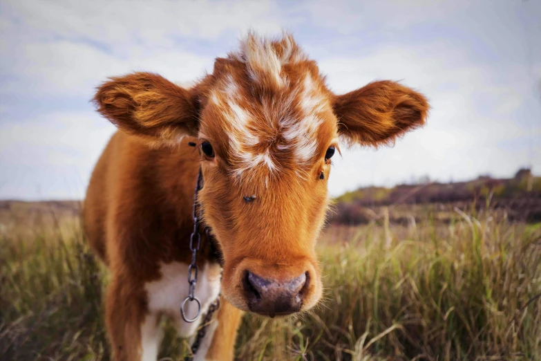 a brown and white cow standing on top of a grass covered field, a picture, unsplash, renaissance, closeup of an adorable, a photograph of a rusty, aww, grain”