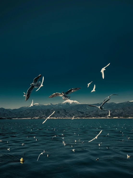 a flock of seagulls flying over a body of water, pexels contest winner, art photography, deep blue mood, white, peaks, ready to eat