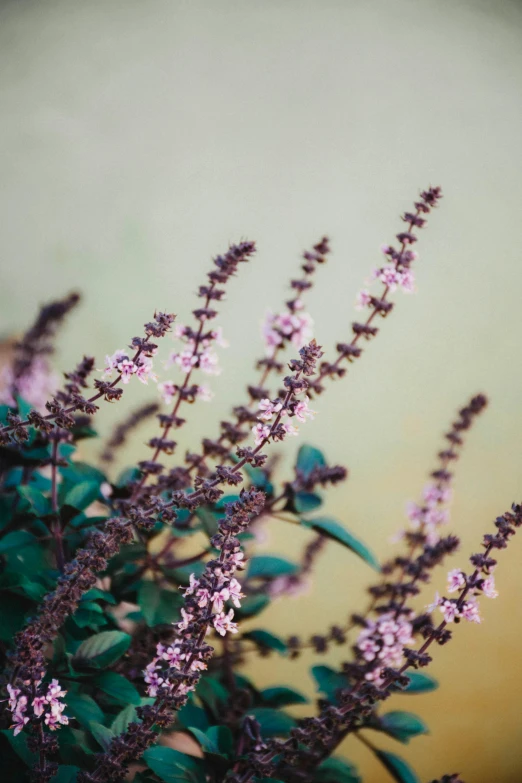 a vase filled with purple flowers on top of a table, by Joseph Severn, trending on unsplash, renaissance, very large basil leaves, detail shot, mint, with soft bushes