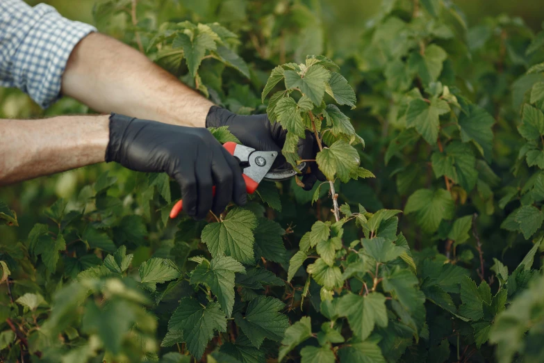 a man is trimming a bush with a pair of scissors, pexels contest winner, hurufiyya, raspberry, thumbnail, harnesses, a wide shot