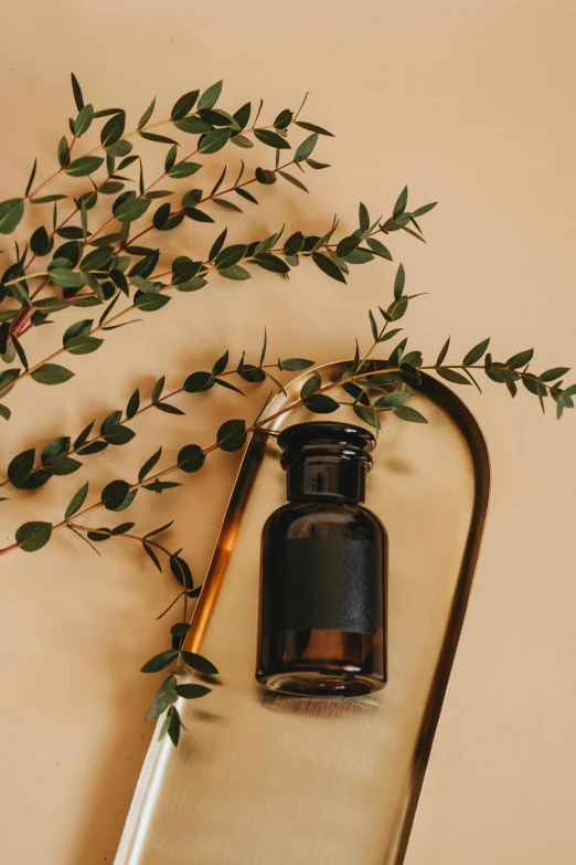 a bottle sitting on top of a table next to a plant, trending on pexels, renaissance, apothecary, black, warm coloured, eucalyptus