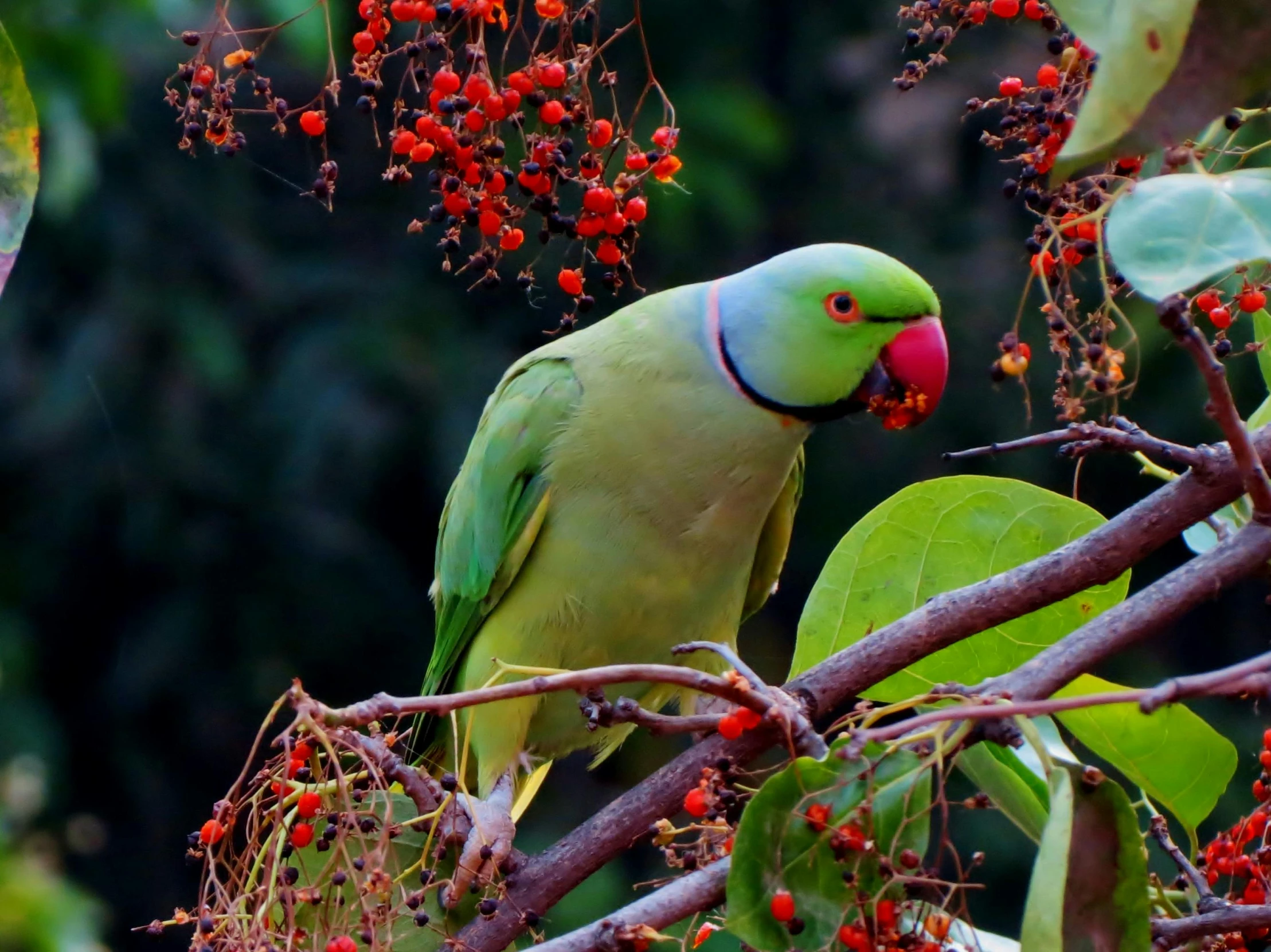 a green bird sitting on top of a tree branch, pexels contest winner, green and red plants, a bald, with fruit trees, 🦩🪐🐞👩🏻🦳