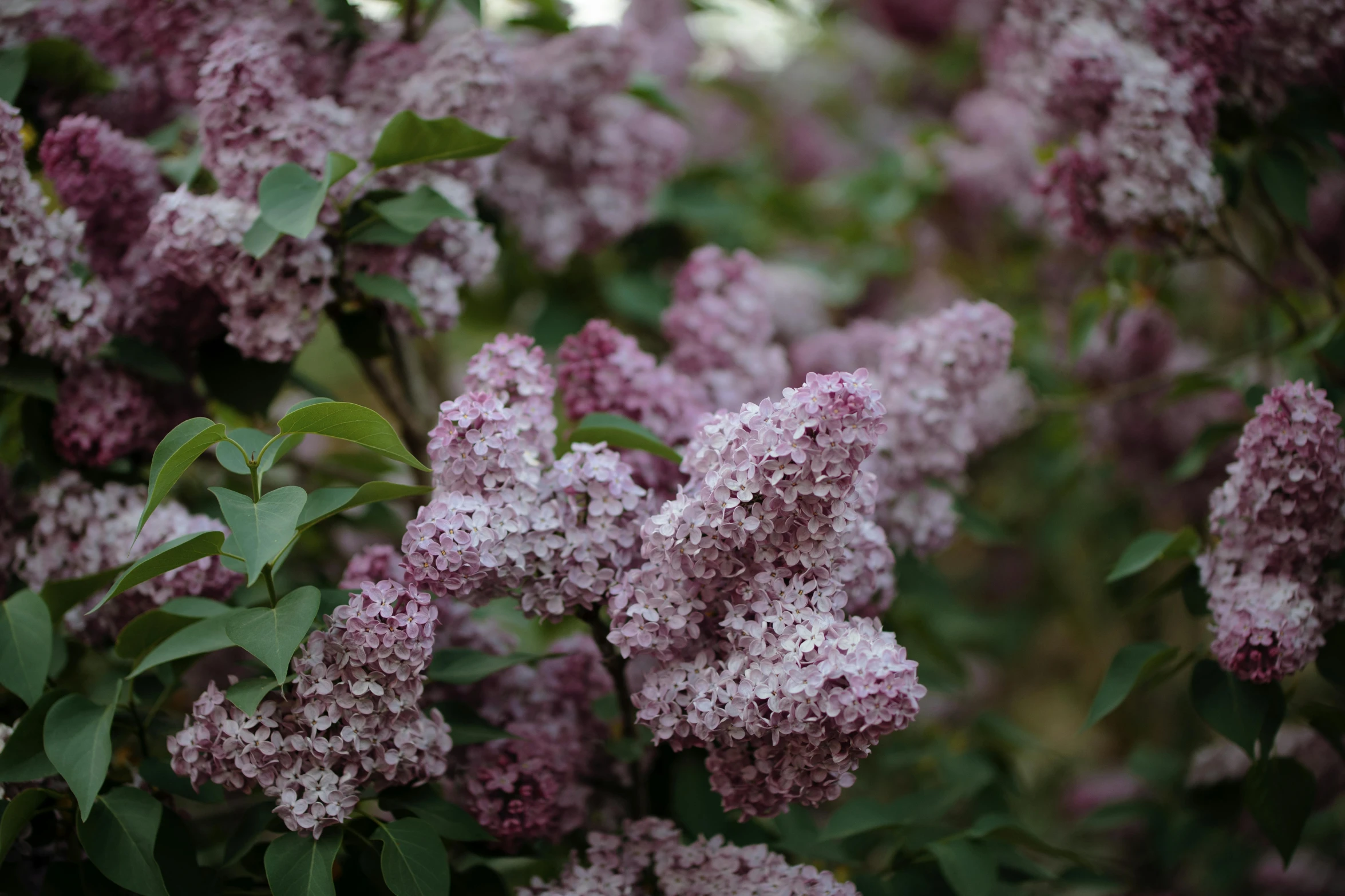 a bush filled with lots of purple flowers, a portrait, pexels, medium format. soft light, fan favorite, gray, pink