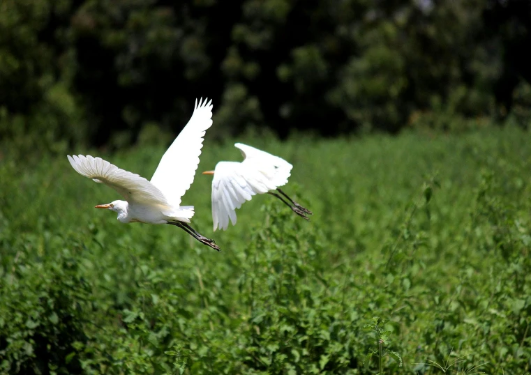 two white birds flying over a lush green field, flickr, hurufiyya, heron, 15081959 21121991 01012000 4k, sri lanka, albino