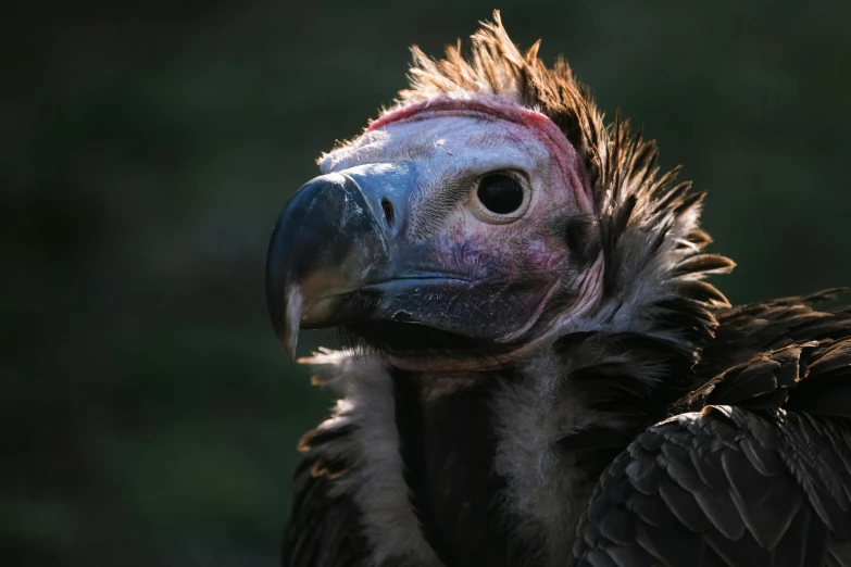 a close up of a bird of prey, a portrait, pexels contest winner, morphing wings king vulture head, back - lit, rugged face, grey