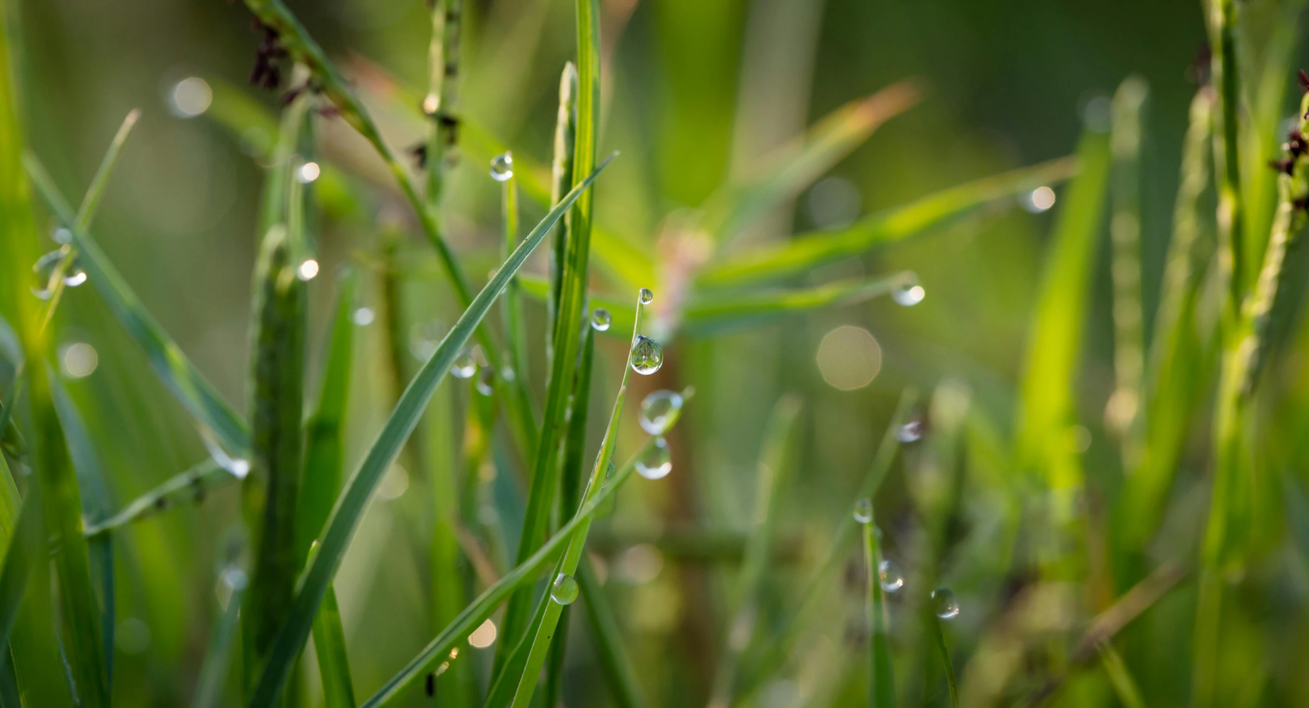 a close up of some grass with water droplets, unsplash, shot on sony a 7, evening light, illustration