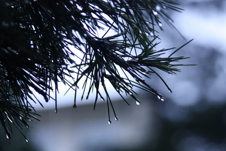 a close up of a pine tree with water droplets, an album cover, inspired by Maruyama Ōkyo, unsplash, weeping tears of black oil, exterior shot, early evening, grey