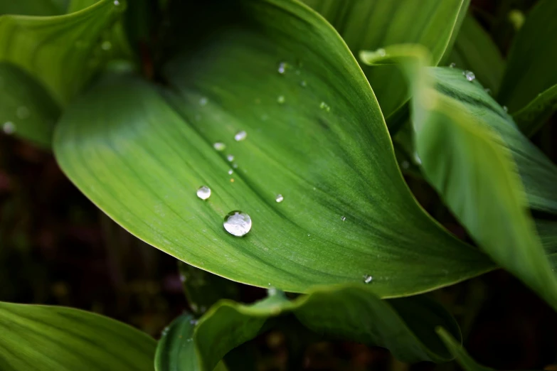 a close up of a leaf with water droplets on it, by Jan Rustem, unsplash, ramps, fan favorite, natural realistic render, elegant high quality