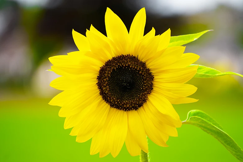 a close up of a sunflower with a blurry background, by Jan Rustem, pixabay, high quality product image”, shot on sony a 7, bright sunshine, yellow and black