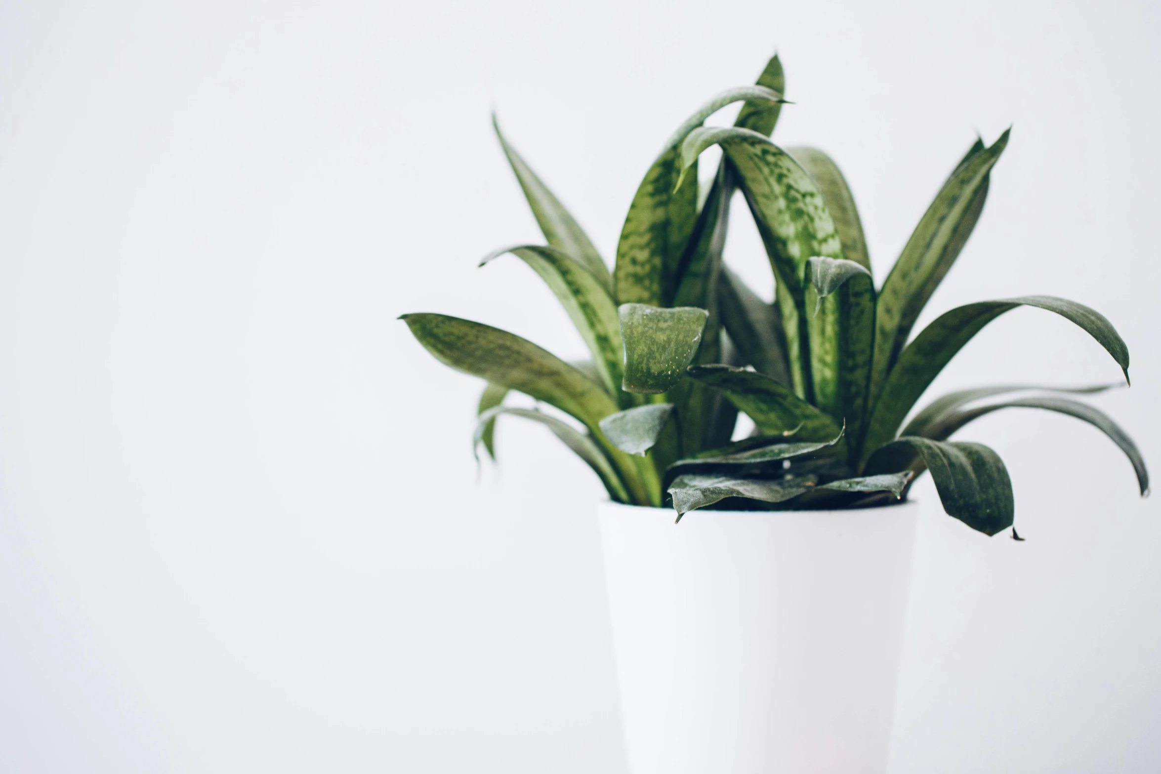 a close up of a potted plant on a table, by Carey Morris, trending on unsplash, minimalism, clean white background, background image, long neck, glossy white metal