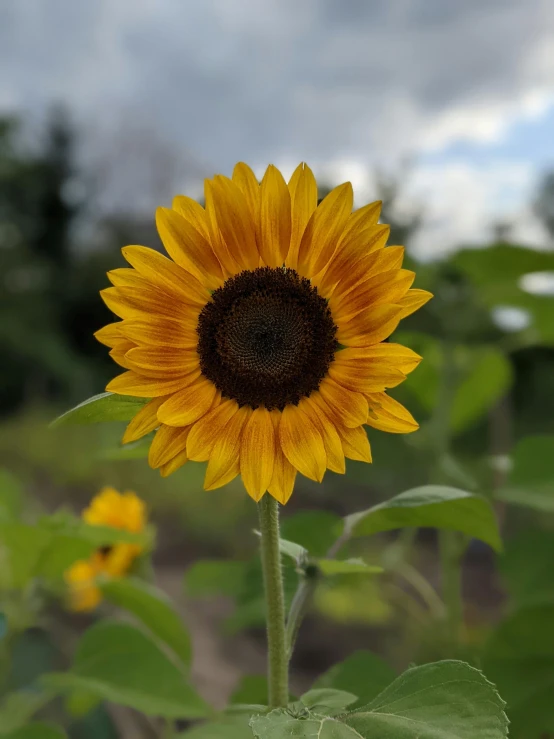 a close up of a sunflower in a field, slight overcast lighting, photograph taken in 2 0 2 0, front profile shot, performing