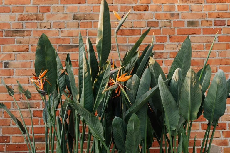 a group of birds of paradise plants in front of a brick wall, pexels contest winner, hurufiyya, lush foliage, vibrant but dreary orange, subtle detailing, large and tall