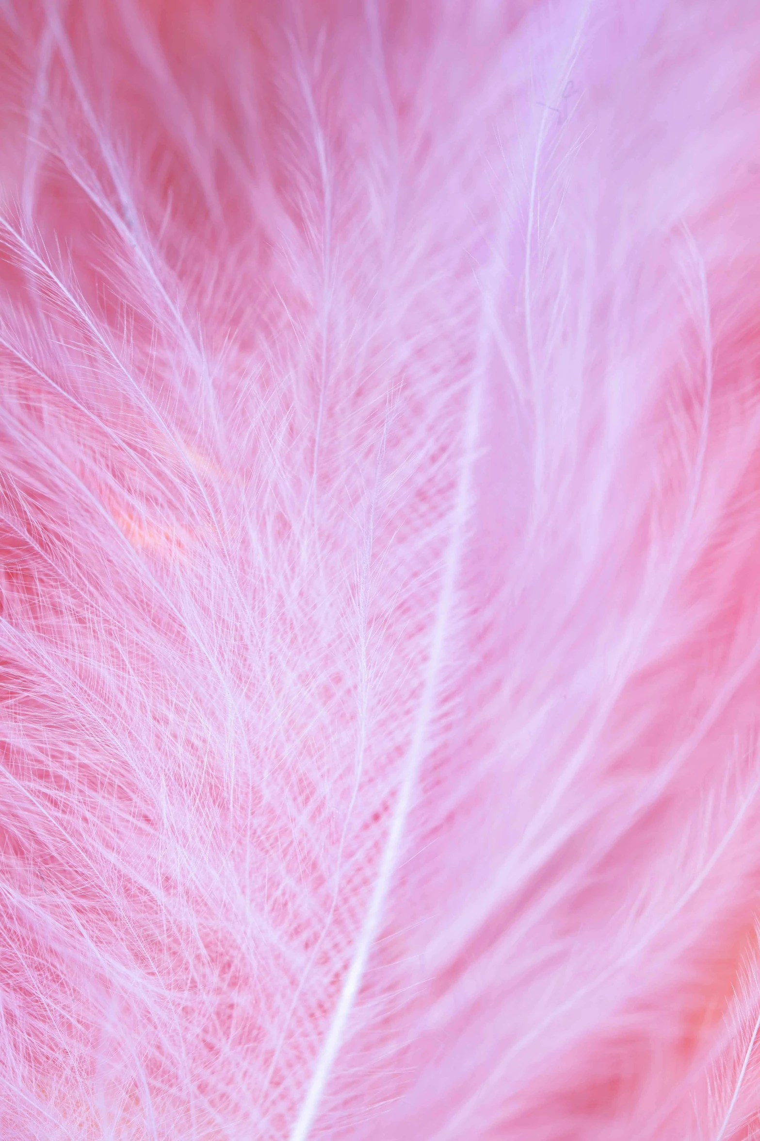 a close up of a pink feather, pexels contest winner, made of cotton candy, ultrafine detail ”, ((pink)), made of feathers