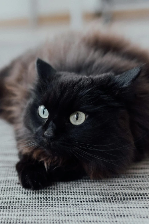 a black cat laying on the floor looking at the camera, by Julia Pishtar, fluffy mane, zoomed in, high quality photo, scandinavian