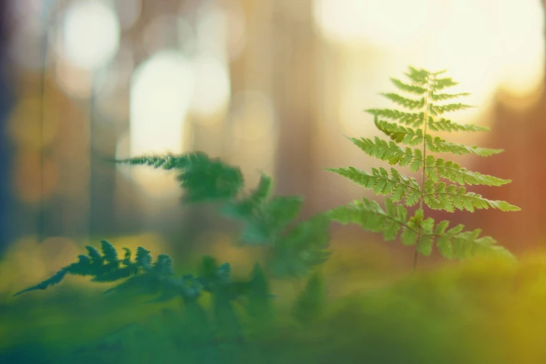 a close up of a plant in a forest, inspired by Elsa Bleda, unsplash, fern, medium format. soft light, istock, soft light - n 9