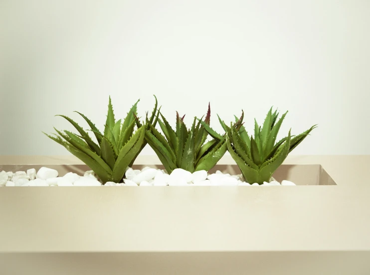 three succulents in a planter on a table, a 3D render, inspired by Elsa Bleda, trending on unsplash, minimalism, huge spikey teeth, bright white realistic, low level view, windowsill