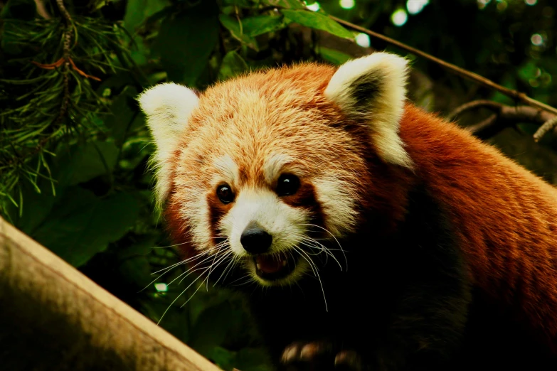 a close up of a red panda in a tree, pexels contest winner, sumatraism, fierce expression 4k, grainy, waving, 🦩🪐🐞👩🏻🦳