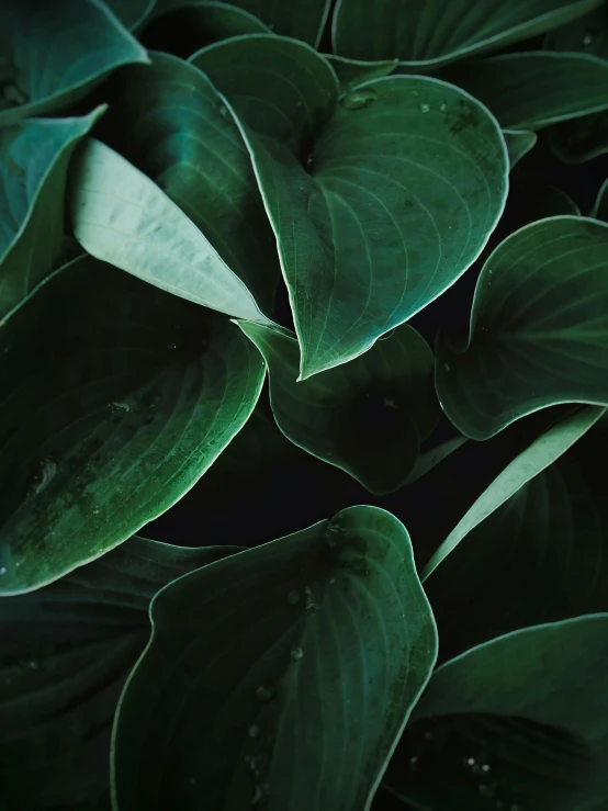 a close up of a plant with green leaves, inspired by Elsa Bleda, trending on pexels, dark teal, made of leaves, lillies, full frame image