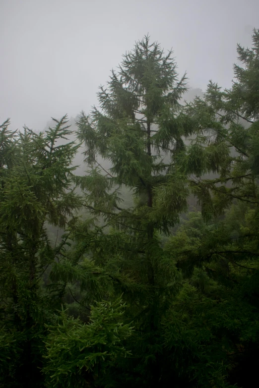 a forest filled with lots of green trees, by Daarken, hurufiyya, heavy rain from thick clouds, fog!!!, black fir, grey sky