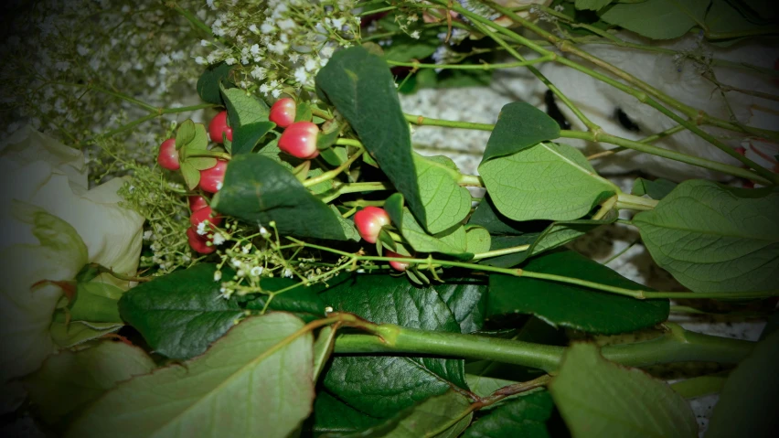 a close up of a bunch of flowers, inspired by Jan Rustem, land art, berries, green leaves, jasmine, green and red