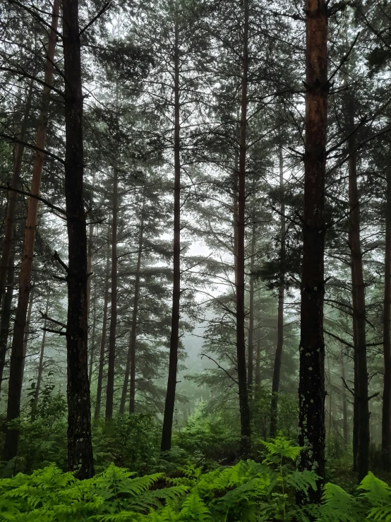 a forest filled with lots of tall trees, romanticism, ((mist)), near lake baikal, 8k))