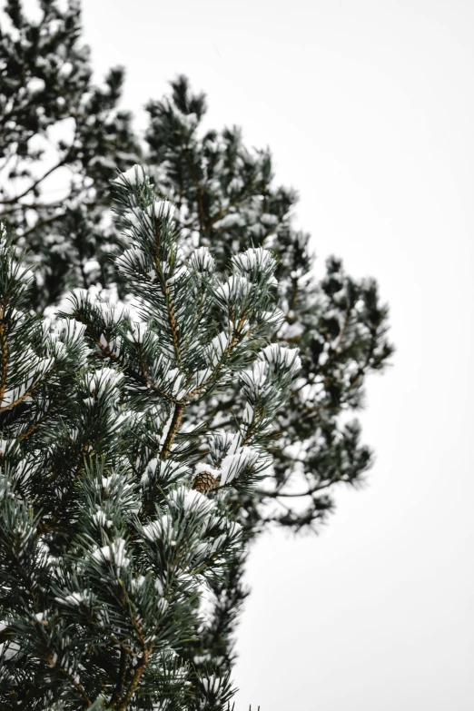 a couple of birds sitting on top of a tree, by Sven Erixson, trending on unsplash, snow camouflage, single pine, low detail, overcast