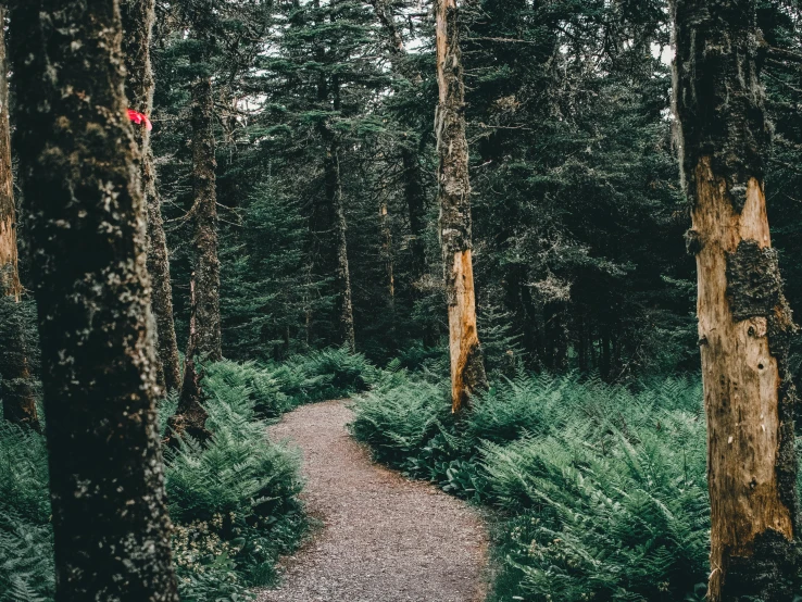 a trail running through a lush green forest, unsplash contest winner, black fir, ((trees)), ground level shot, campsites
