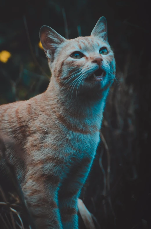 a cat that is standing in the grass, unsplash, orange and cyan lighting, in the woods at night, **cinematic, frank moth