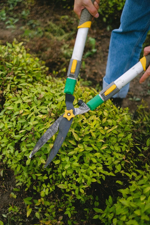 a person cutting a bush with a pair of scissors, yellow and greens, fan favorite, full width, uncrop