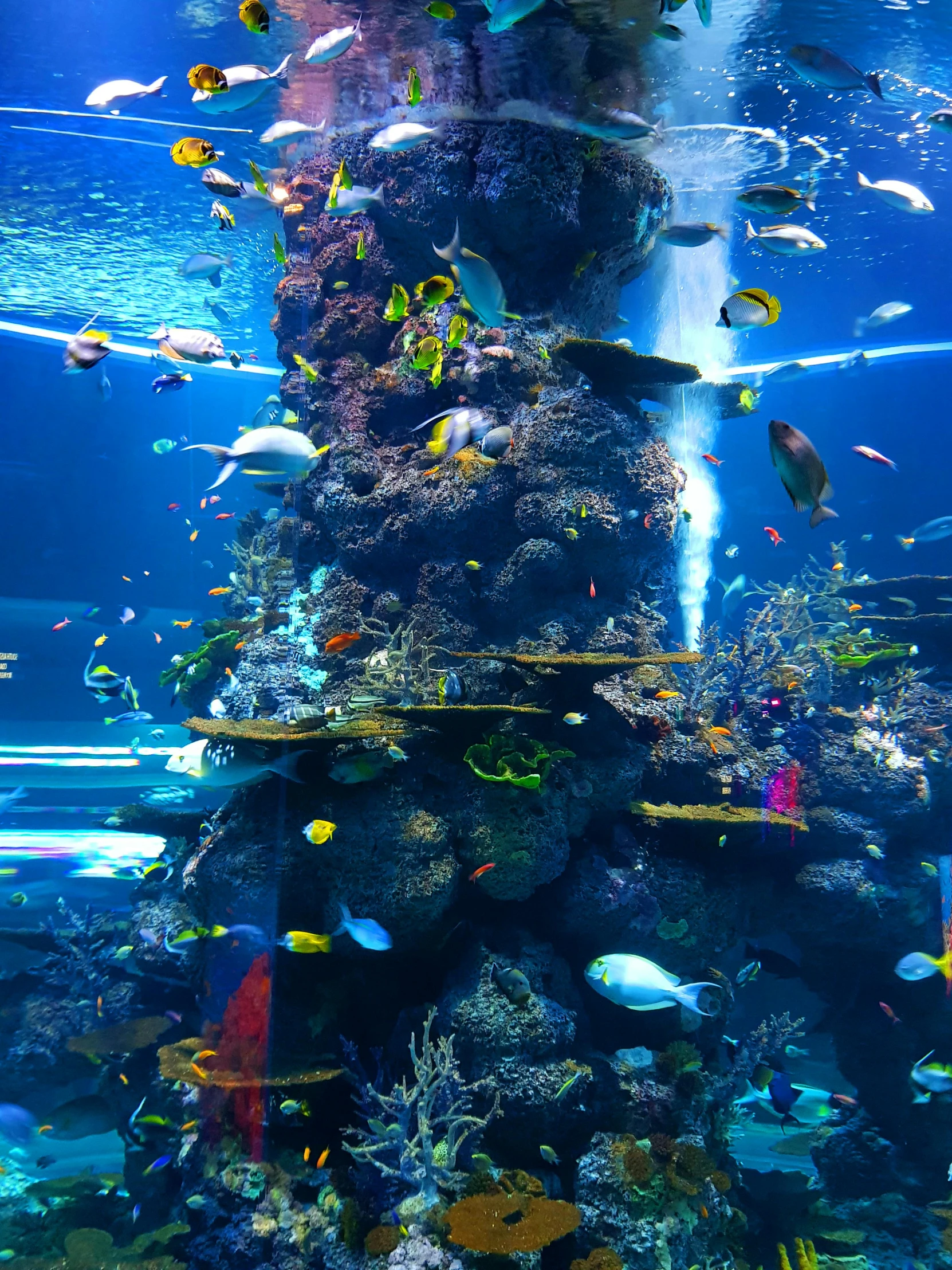 a large aquarium filled with lots of different types of fish, under the ocean, under water