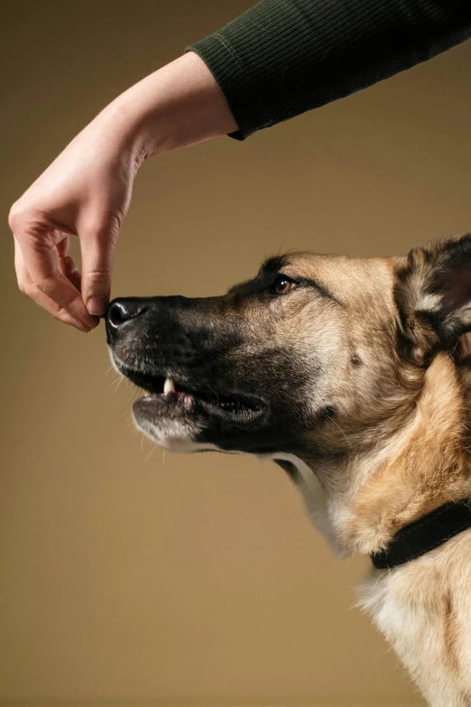 a close up of a person petting a dog, a stock photo, by Elke Vogelsang, photorealism, snacks, fist training, australian, aggression