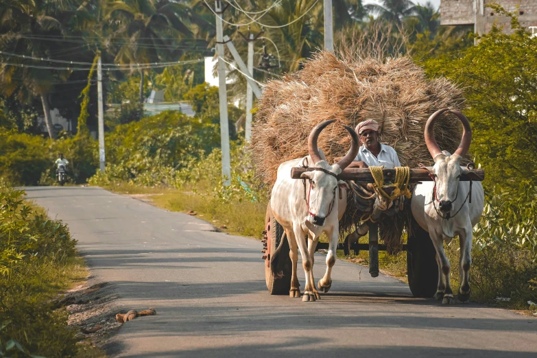 two oxen pulling a cart of hay down a road, an album cover, by Daniel Lieske, pexels contest winner, mingei, kerala village, avatar image, on the coast, thumbnail