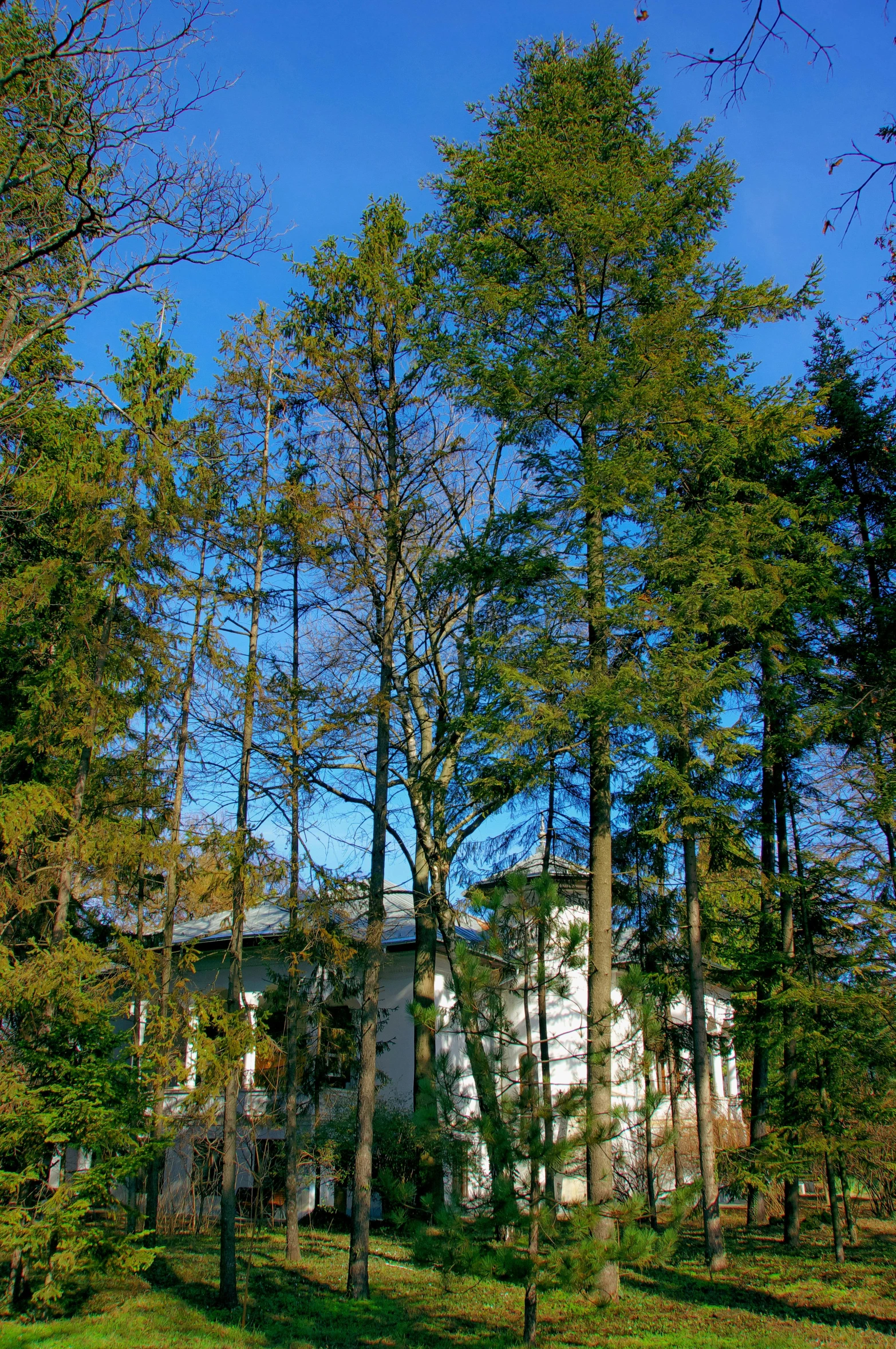 a white house sitting in the middle of a forest, inspired by Rudolf von Alt, flickr, blue sky, hemlocks, germany. wide shot, tawa trees