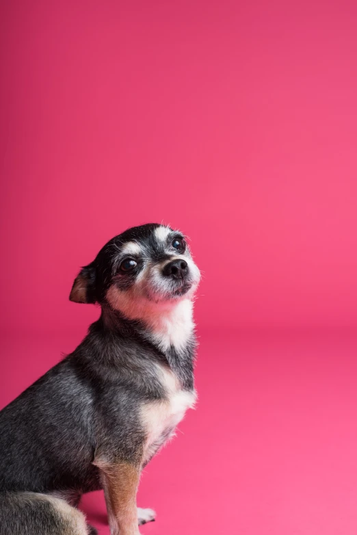 a small dog sitting on a pink surface, fan favorite, polished : :