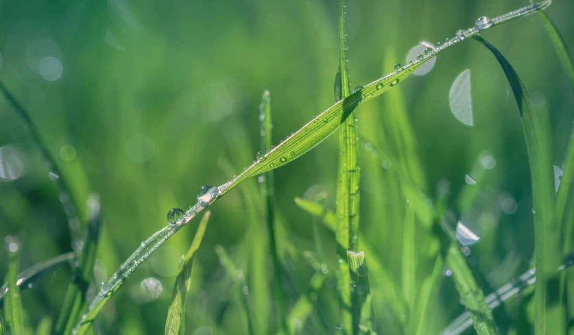 a close up of water droplets on a blade of grass, by Adam Marczyński, pexels contest winner, realism, light green mist, multiple stories, lawn, smooth tiny details