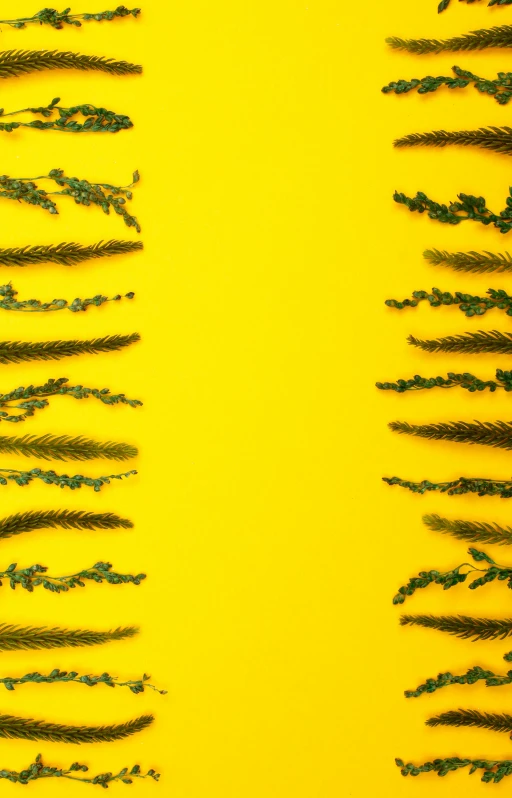 a group of pine needles on a yellow background, an album cover, by Carey Morris, pexels, tiger stripes, in a row, high quality photo, ai robot tendril remnants