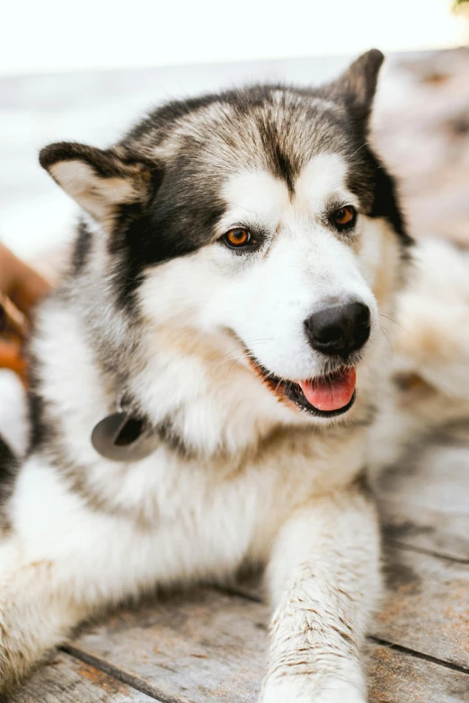 a close up of a dog laying on a wooden floor, a portrait, by Julia Pishtar, trending on pexels, hurufiyya, husky, inuit, a handsome, high resolution photo