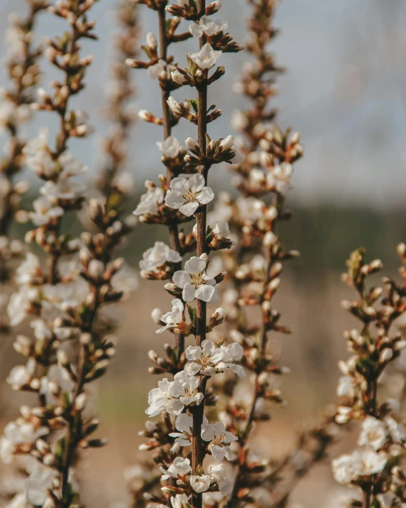 a close up of a plant with white flowers, springs, background image, carson ellis, manuka