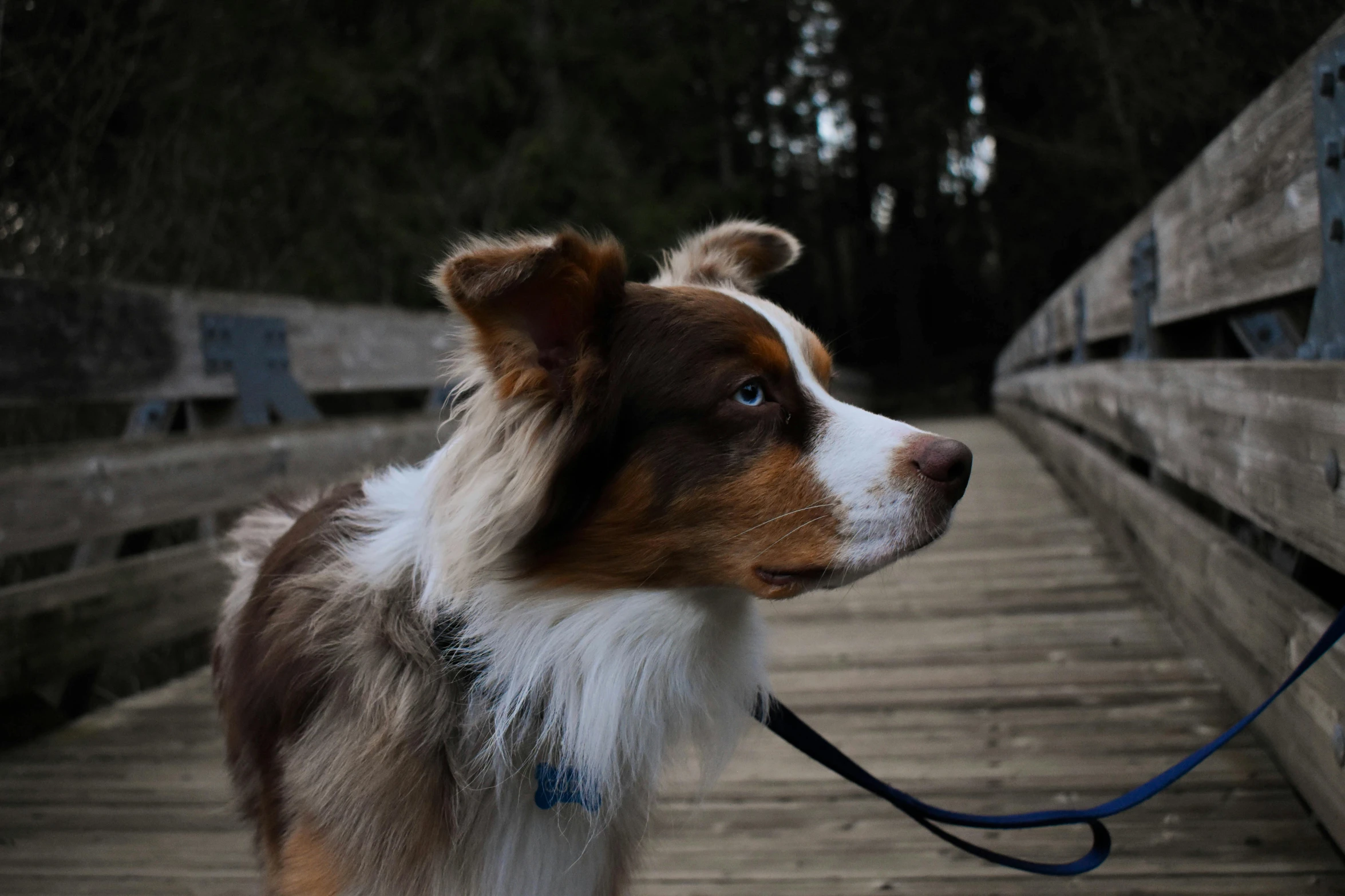 a brown and white dog standing on a wooden bridge, a portrait, pexels contest winner, british columbia, ear floof, aussie, low quality photo