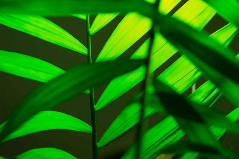 a close up of a plant with green leaves, inspired by Elsa Bleda, trending on pexels, photorealism, green neon, sustainable materials, palm skin, glowing from inside