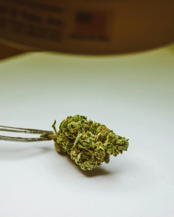 a piece of marijuana sitting on top of a table, holding a flower, multiple stories, thumbnail, high quality product image”