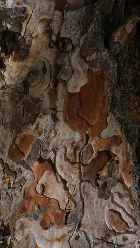 a close up of the bark of a tree, an album cover, by David Simpson, unsplash, paul barson, ((trees)), pbr texture, multi - coloured