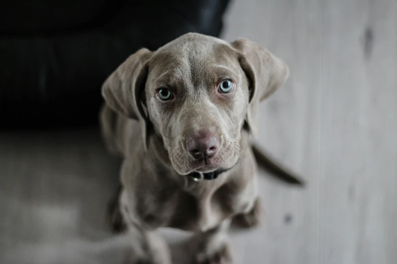 a brown dog sitting on top of a wooden floor, a portrait, by Sebastian Spreng, pexels contest winner, greyish blue eyes, puppy, labrador, close - up photograph
