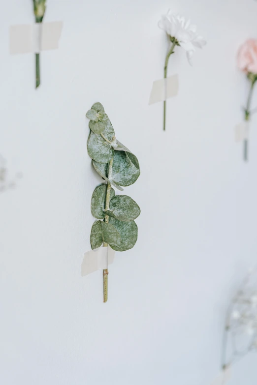 a bunch of flowers that are on a wall, light grey backdrop, made of leaves, award - winning details, eucalyptus