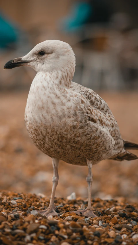 a white bird standing on top of a pile of gravel, trending on pexels, arabesque, seagull, 8k octan photo