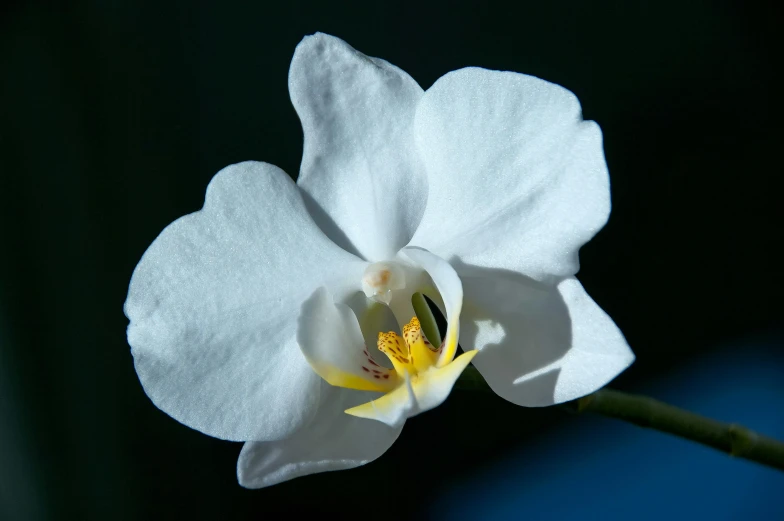 a close up of a white flower on a stem, a portrait, inspired by Robert Mapplethorpe, unsplash, an orchid flower, pale blue backlight, with a black dark background, slide show